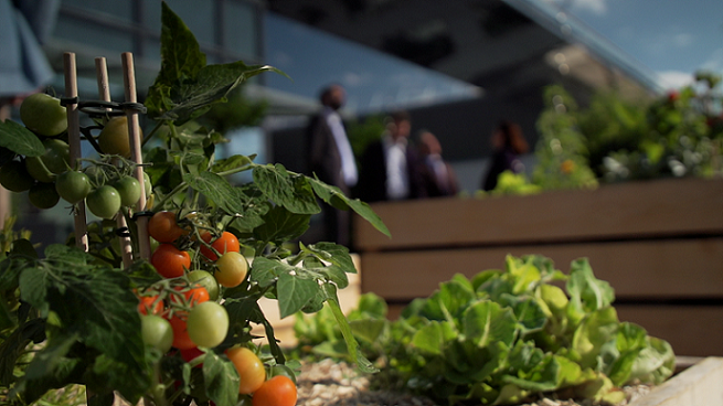 Tomaten in einer urbanen Umgebung