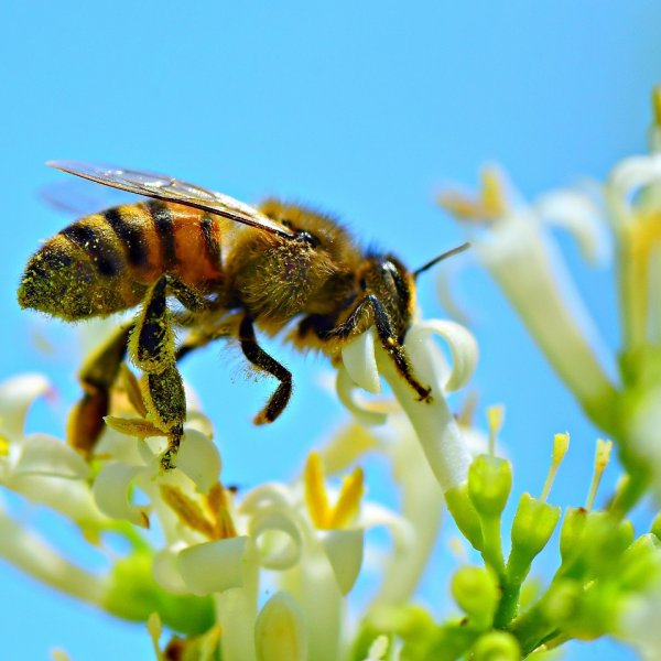 Biene an Blüte