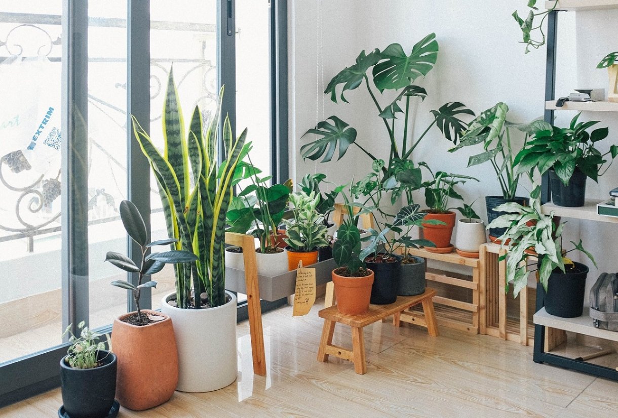 Pflanzen fürs Büro